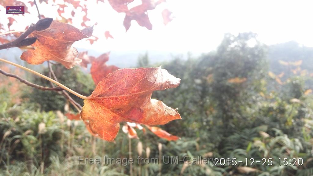 20151225red leaves-IMG_152034.jpg